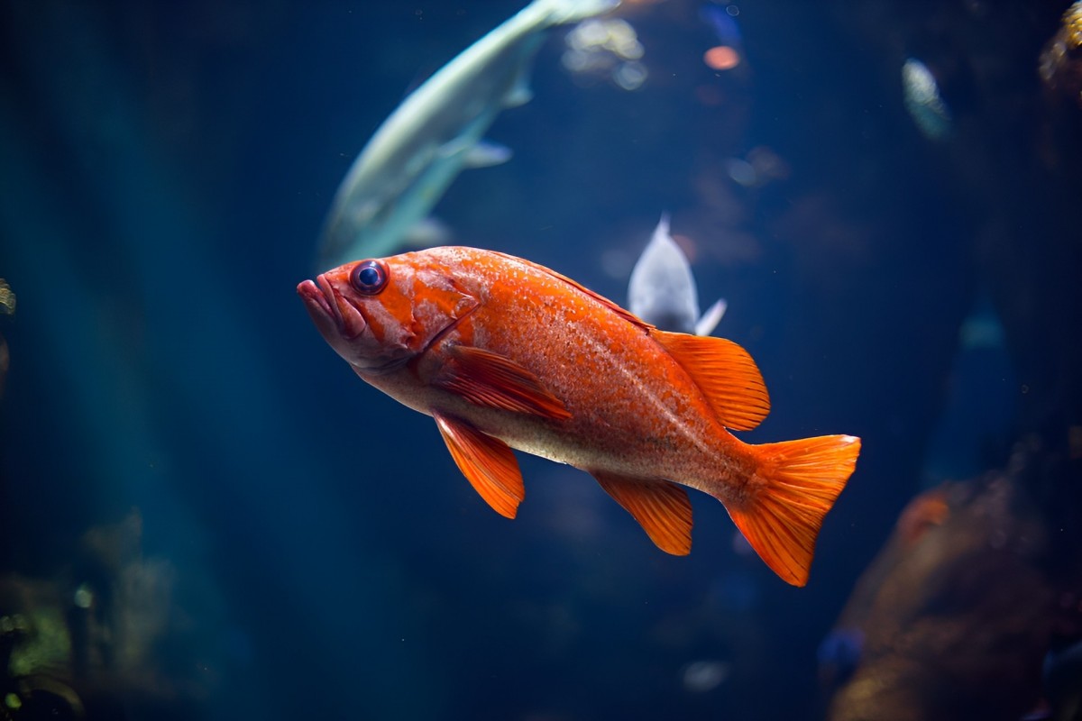 Рыбы вышли из воды на рёбрах как предки эволюционировали на суше