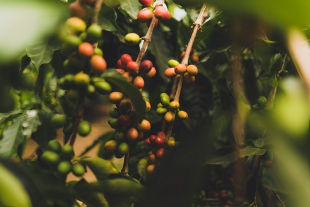 Учёные изменение климата  угроза для выращивания кофе