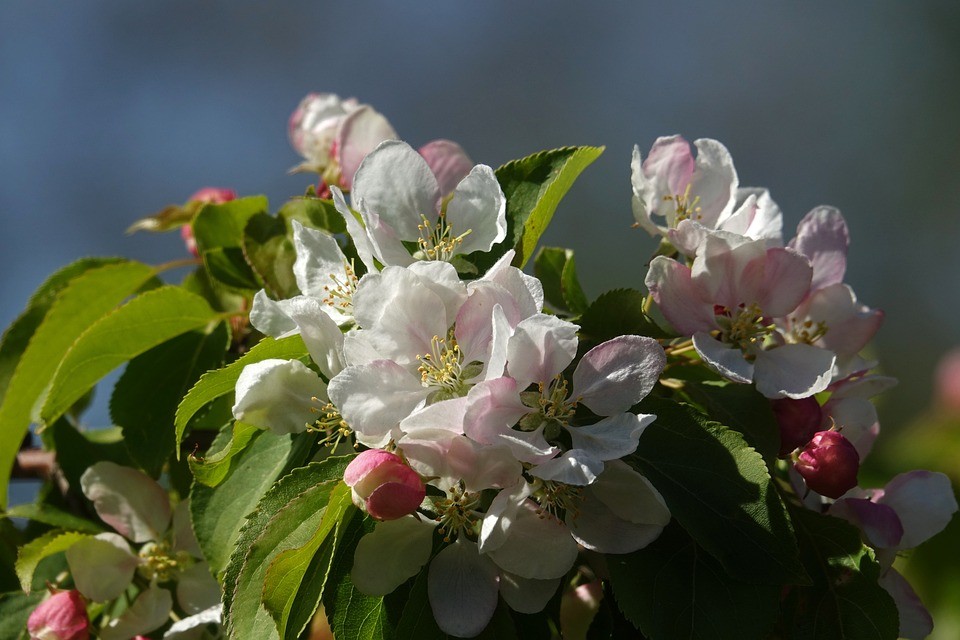 Новая закупка Смольного обойдется бюджету в 15 млн На Невском появятся 68 вазонов с яблонями
