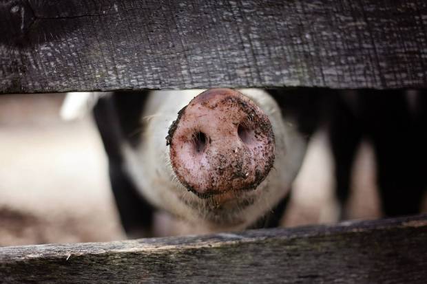 Исследователи из РФ разработали вакцину против африканской чумы свиней