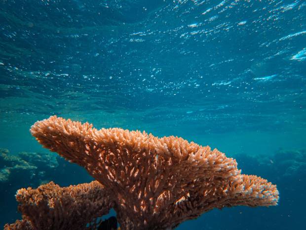 Агрессивный коралл задушил рифы у побережья Венесуэлы