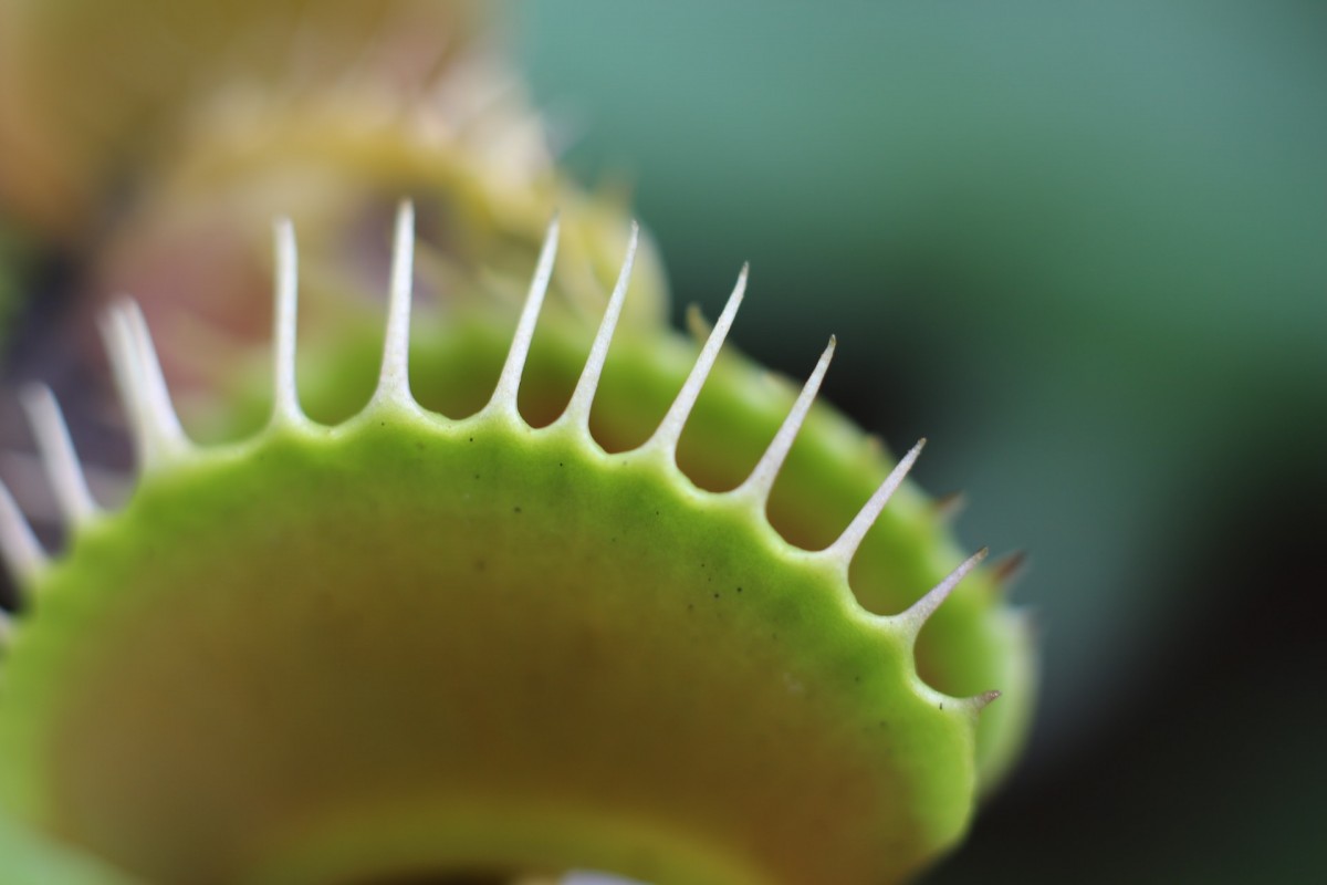 Учёные нашли новый вид плотоядных растений с коварными ловушками