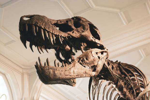 Учёные заявили что на Земле обитало меньше тираннозавров чем считалось ранее