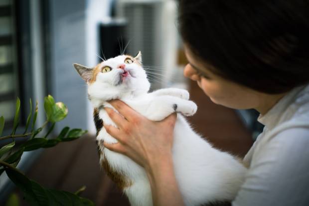 Волонтеры сахалинского приюта освоили лечение смертельной болезни кошек