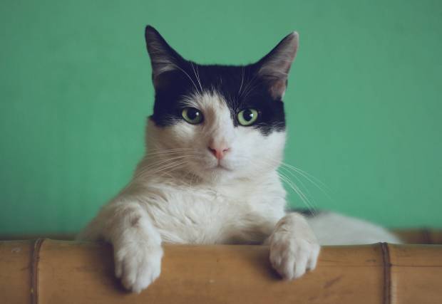 Группа французских учёных определила наилучший способ подозвать незнакомую кошку