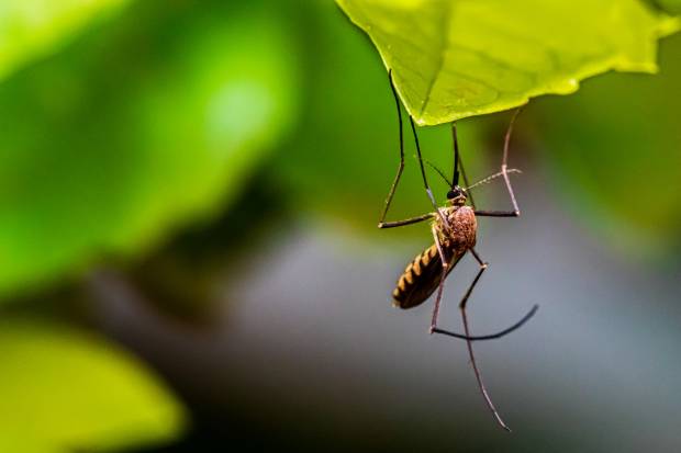 Врач Екатерина Демьяновская рассказала о вреде средств от комаров для человека