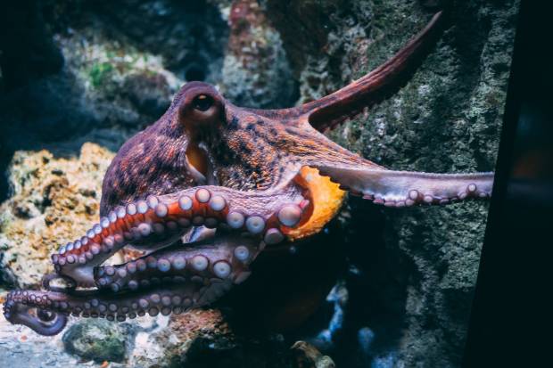 Специалисты удивлены способностями осьминогов