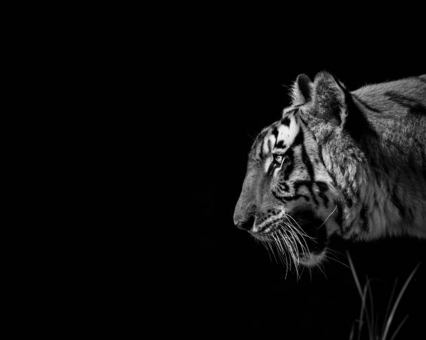 У тигра Зевса из Ленинградского зоопарка появится личный опекун