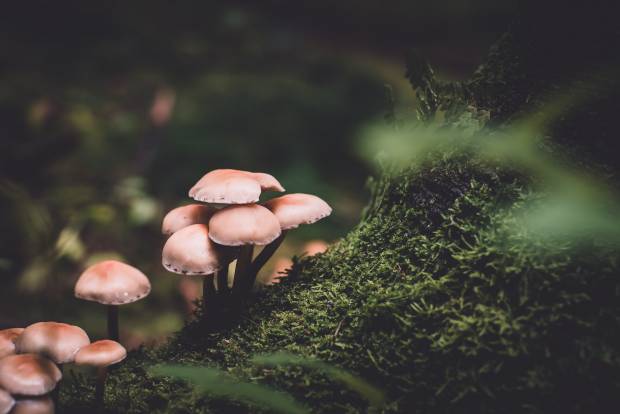 Учёные выяснили что древесные грибы могут разрушать обычный пластик