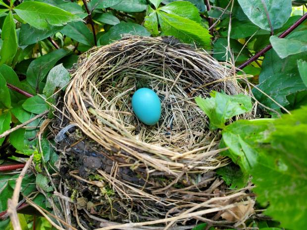 Африканские птицы начали подписывать яйца для борьбы с кукушками
