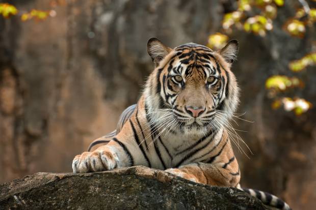 У тигра Зевса в Ленинградском зоопарке появится личный опекун