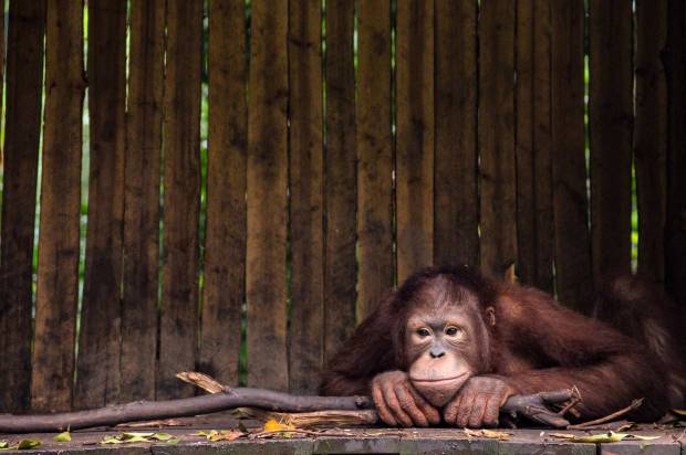 Орангутаны помогли исследователям узнать о природе человеческого любопытства