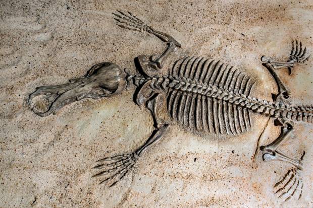 Ученые определили происхождение окаменелостей возрастом 240 млн лет