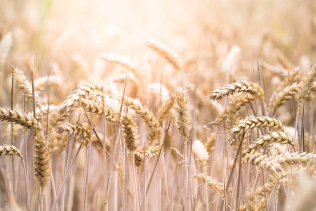Аналитики считают что мир рискует столкнуться с нехваткой высококачественной пшеницы