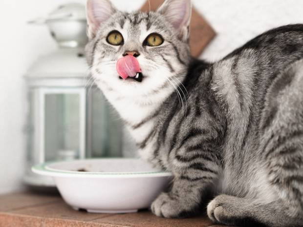 Ветеринар Варфоломеева назвала главные ошибки при кормлении кошек