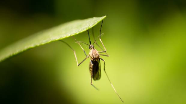 Специалисты назвали движение под кожей после комариного укуса симптомом заражения глистами