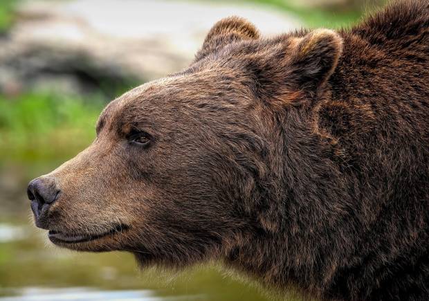 Количество нападений бурых медведей на людей резко увеличилось в Японии