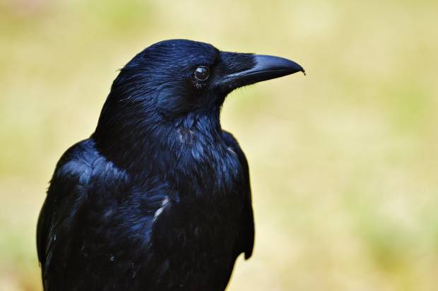 Учёные выяснили что вороны способны к статистическому рассуждению