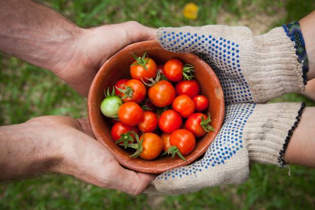 Китайский ученый выяснил какой ген отвечает за прочность помидоров
