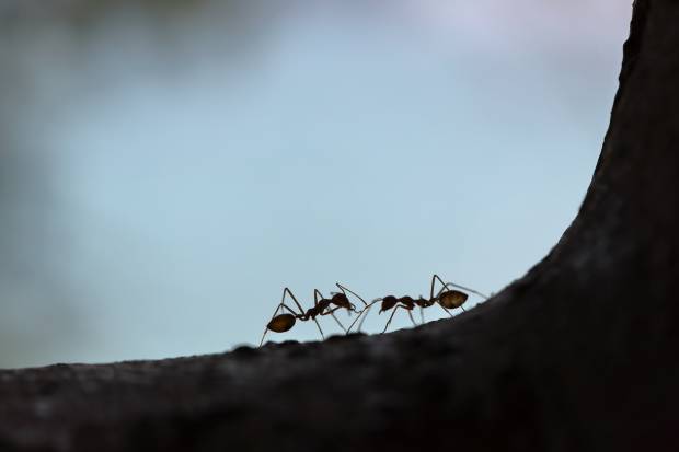 Гематоэнцефалический барьер ГЭБ определяет роль и поведение муравьевплотников