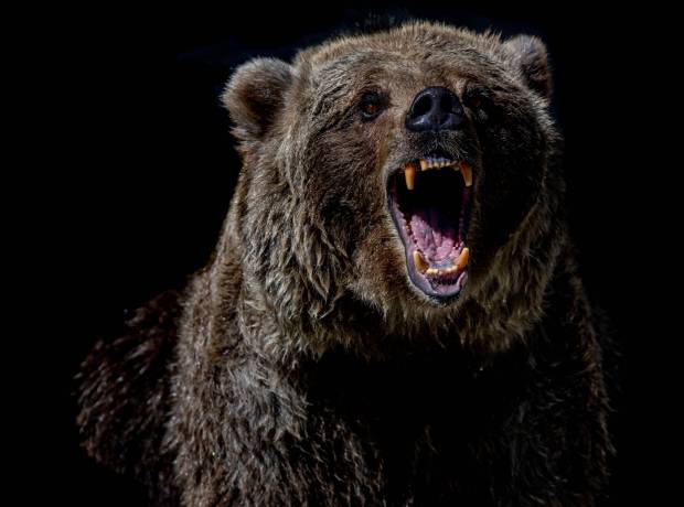 В Приморском крае медведь растерзал сторожа