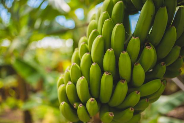 Учёные достигли прорыва в генетической модификации бананов