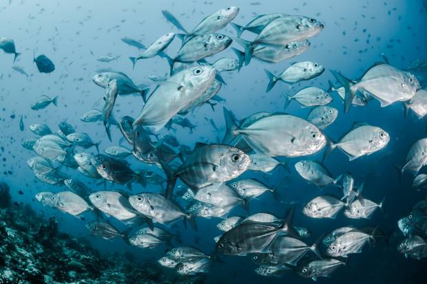 Учёные рассказали что замена видов приводит к уменьшению размеров рыбы
