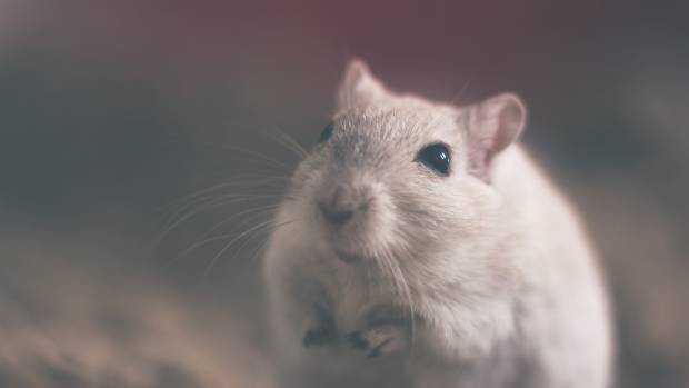 Учёные выяснили как мыши принимают решение что им есть и пить