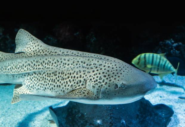 Биологи полагают что древние акулы первыми научились ощущать горечь