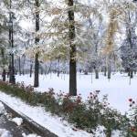 В начале недели в Петербурге ожидается снег