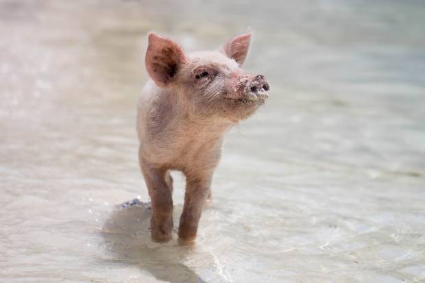 Изучение свиней поможет в создании новых лекарств заявили учёные Орхусского университета