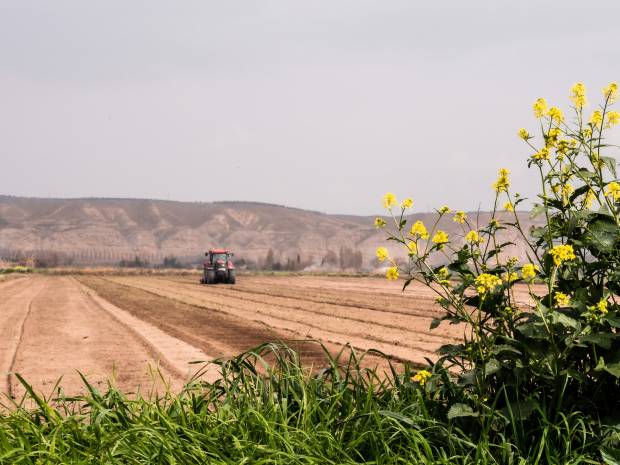 Какая ответственность может грозить за зарастание земель сельхозназначения рассказала кандидат юридических наук Екатерина Иванова