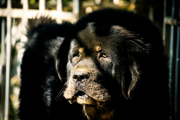 Побег породистых собак от хозяина в Кемерово прокомментировал кинолог Александр Смирнов